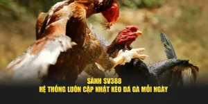 Sảnh SV388 - Hệ Thống Luôn Cập Nhật Kèo Đá Gà Mỗi Ngày